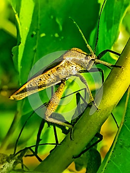 Leptocorisa oratorius Fabricius,